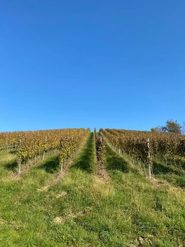 Nestled among the vineyards 